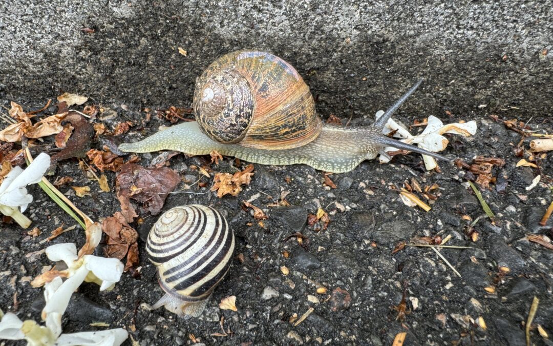 What is a slowmad?