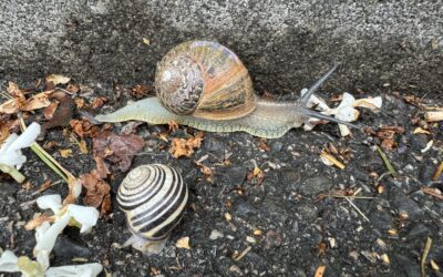 What is a slowmad?