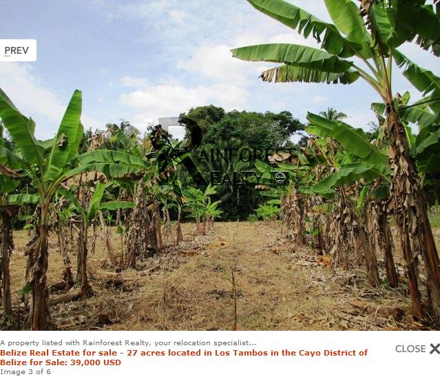 Banana plantation