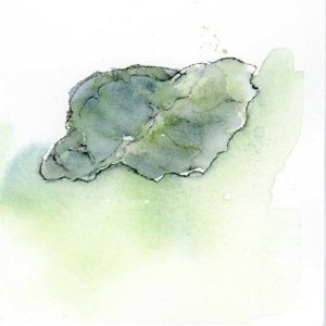 whelk shell