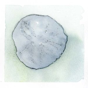 sand dollar painting